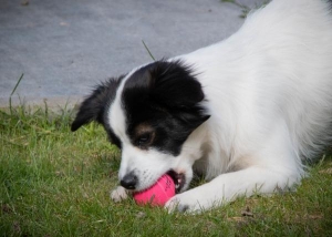 DogCometsBallStardustRozeM