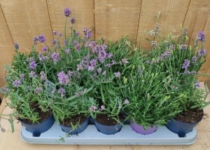 LavendelHidcote10potjespertraykleurpaars-Warentuinnatuurlijk