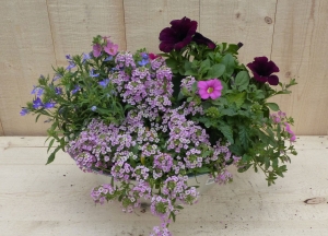Zinkenbakzomerbloeiersrozepaarsdia30cm-Warentuinnatuurlijk