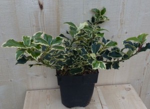 Hulstwitbont30cm-Warentuinnatuurlijk
