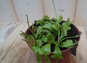 3stuksVleesetendeplantVenusvliegenvanger-Warentuinnatuurlijk