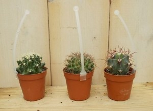 3stuksKamerplantcactusminilaag-Warentuinnatuurlijk