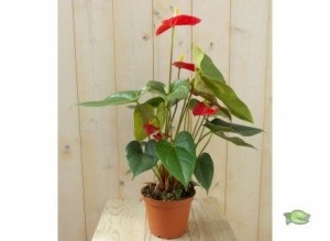 FlamingoplantAnthuriumrood60cm-Warentuinnatuurlijk