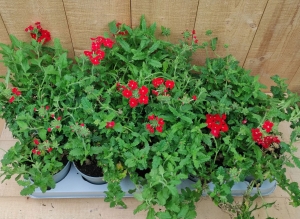 Verbena10potjespertraykleurmix-Warentuinnatuurlijk