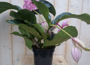 3stelenen3bloemenTrosbloemrozeMedinillaMagnificakamerplantWarentuinNatuurlijk-Warentuinnatuurlijk