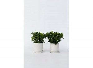 2GardeniaJasminoidesKaapseJasmijn