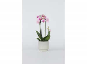 PhalaenopsisMultifloraOrchideeroze