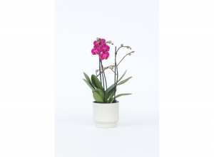 PhalaenopsisMultifloraOrchideepaars