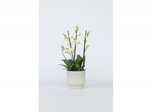 PhalaenopsisMultifloraOrchideewit