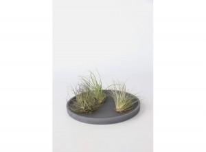 Setvan6TillandsiaLuchtplantjes