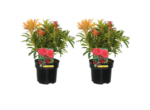 PierisForestFlame-setof2