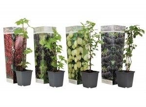 Bessenplanten-mixvan4