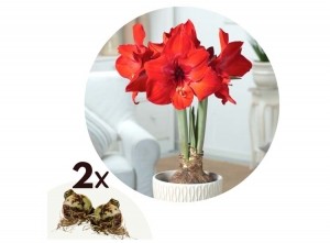 FlowerbulbsAmaryllisbulbred-setof2