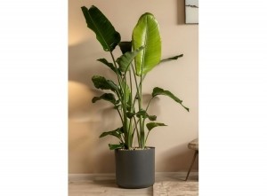 StrelitziaNicolaiParadijsvogelplant-medium