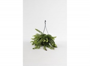 AeschynanthusTwisterhangplant