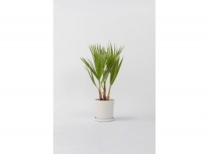 MexicanFanPalmtreeWashingtoniaRobusta