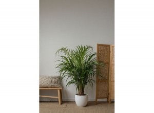 ChamberpalmsArecaandChamaedorea-mixof2