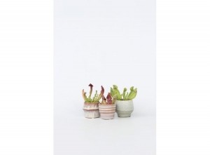 SarraceniaMix3-pack