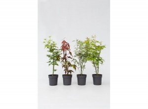 Setvan4prachtigkleurrijkeJapanseEsdoorns