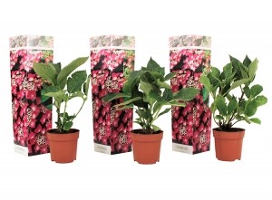 Setvan3HortensiasHydrangeaTeller-roze