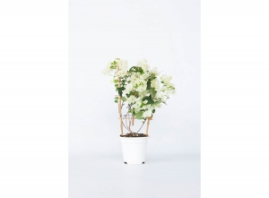 Bougainvilleaoprek-wit