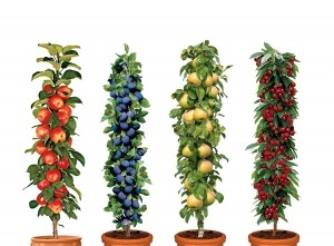 4WinterhardefruitbomenKersPruimAppelenPeer