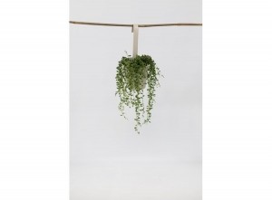 SenecioStringofPearlshangingplant