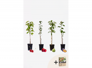 4WinterhardefruitbomenKersPruimAppelenPeer