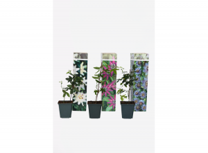Mixvan3Passifloraplanten