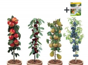 4WinterhardefruitbomenKersPruimAppelenPeerPokonplantvoeding