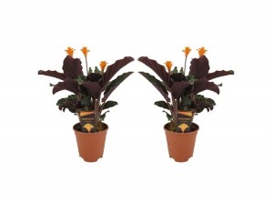 CalatheaCrocata-setvan2