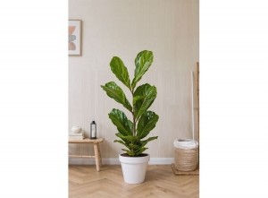 XLFicusLyrataFiddleLeafplant