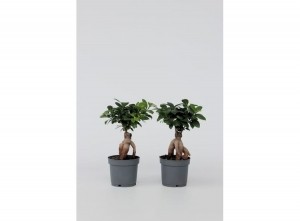 FicusGinsengJapanseBonsai-setvan2