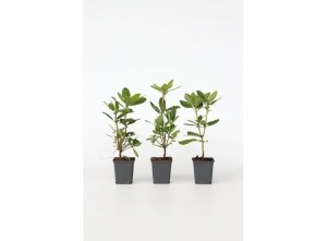 RhododendronCunninghamWhite-setvan3