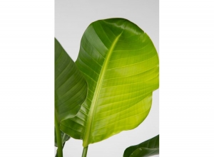 StrelitziaParadijsvogelplant-55-70cm