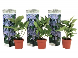 Setvan3HortensiasHydrangeaTeller-blauw