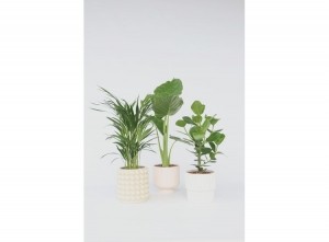 Greenplantmix-mixof3