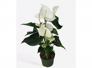Flamingoplant-AnthuriumAlaskaWhiteP17