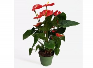 Flamingoplant-AnthuriumMaduralRedP17