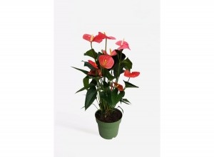 Flamingoplant-AnthuriumMainePinkP17