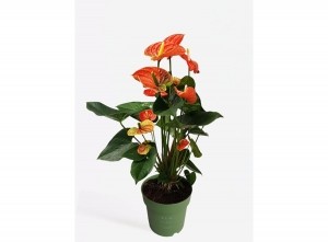 Flamingoplant-AnthuriumMaduralOrangeP17