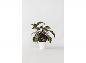 CalatheaFusionWhite