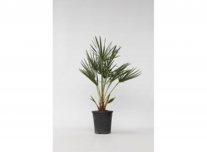 EuropeseWaaierpalmChamaeropsHumilis