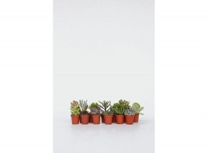 Minicactus-mixvan12