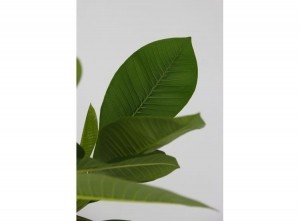 PlumeriaFrangipaniHawaii