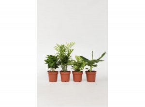 Budgetkamerplanten-mixvan4