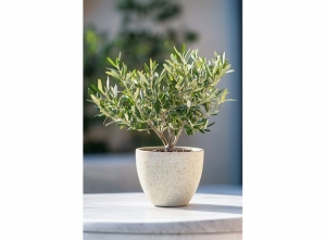 BonsaiOlivetreeinbowl