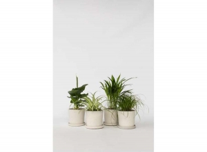 Diervriendelijkekamerplanten-mixvan4