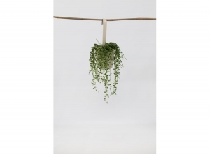 SenecioStringofPearlshangingplant