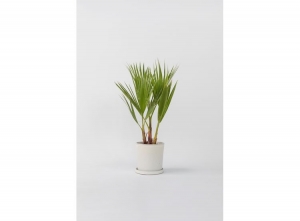 MexicanFanPalmtreeWashingtoniaRobusta